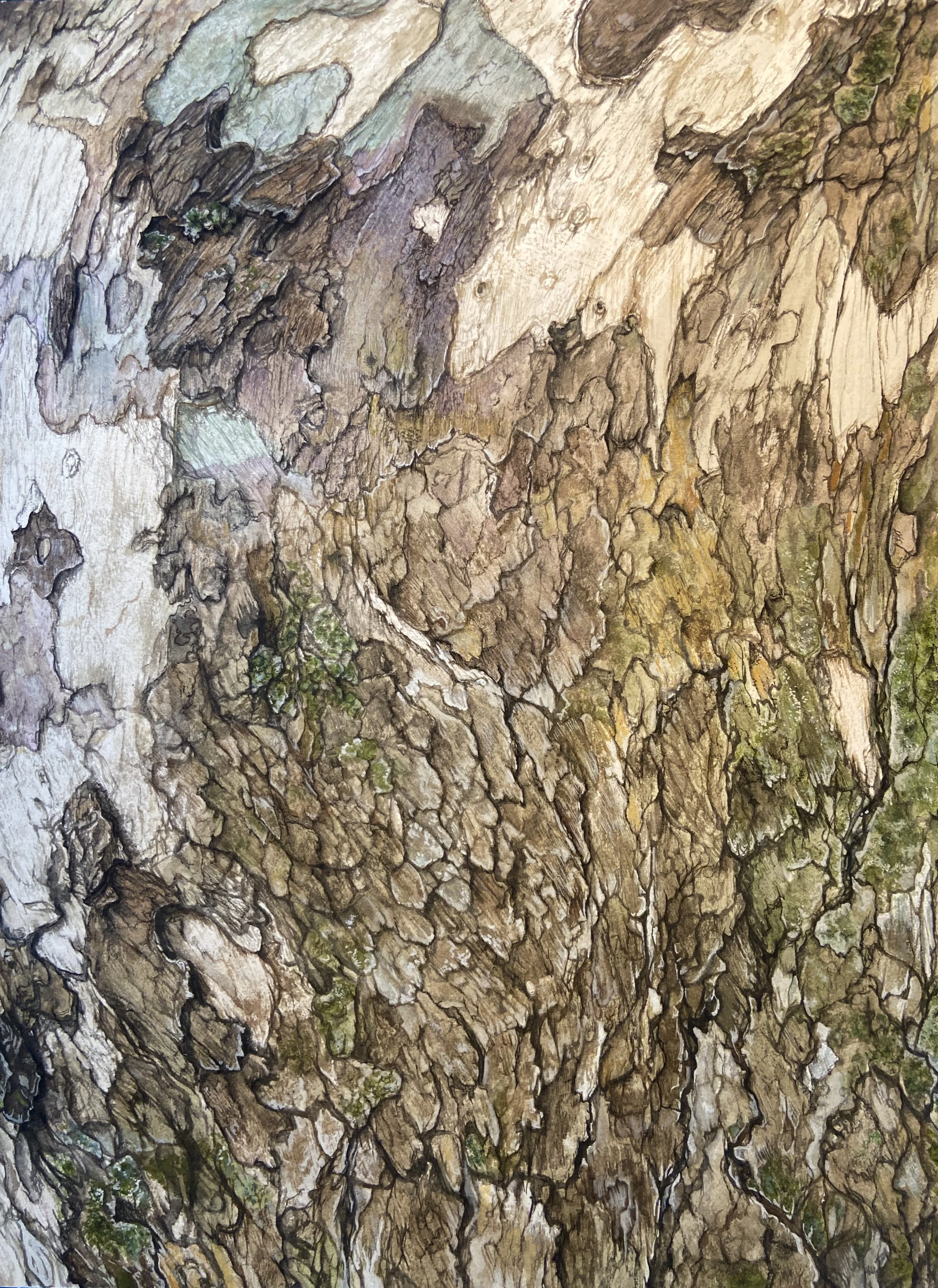 Sycamore Abstract, gouache on paper