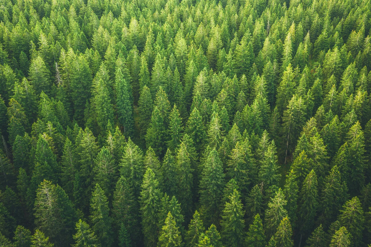 Evergreen Talent: Why Does Your Organization Need It?