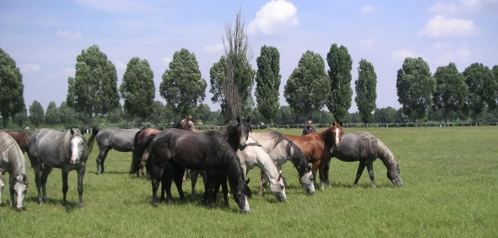 Colts at Babolna Hungary