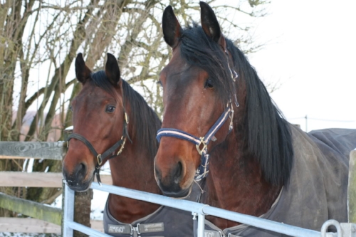Afondale Highlander & Beamish Rosemary
