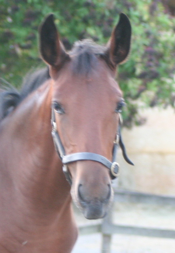 Cider with Rosie yearling