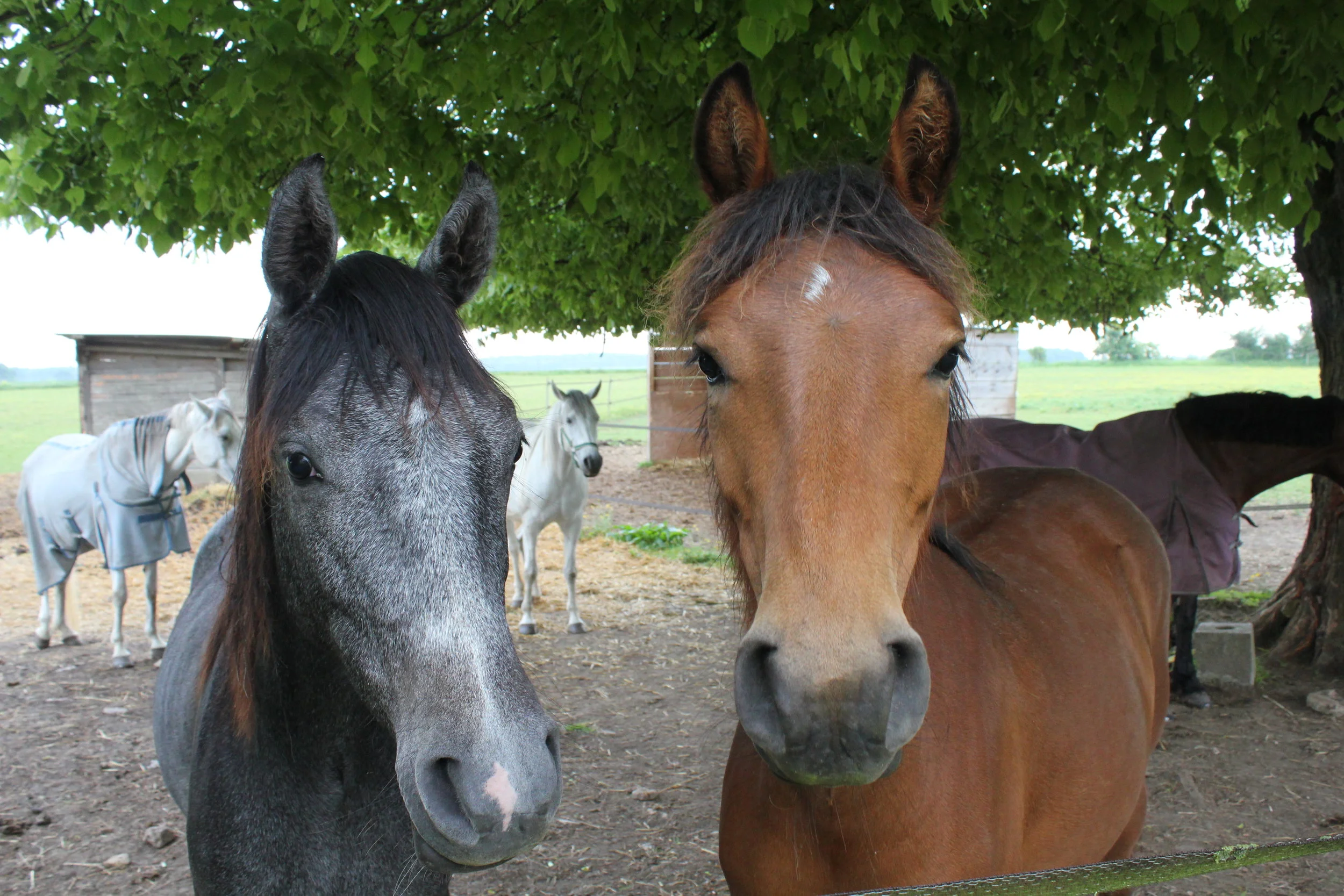 Antigone & Aurora Leigh Yearlings