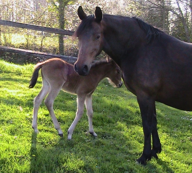 Stoneridge Merindah Jundah & Aurora Leigh