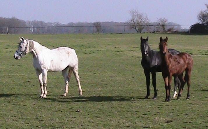 Gazal XIX-1 , Antigone & Aurora Leigh