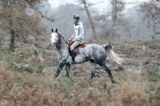 Under Milkwood Shagya Arabian Stallion