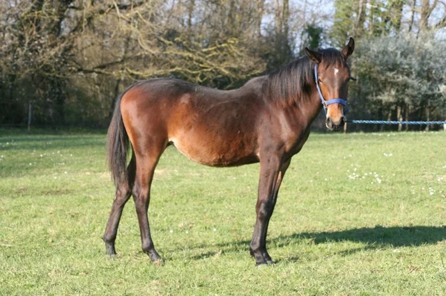 Moonfleet filly foal by Under Milkwood
