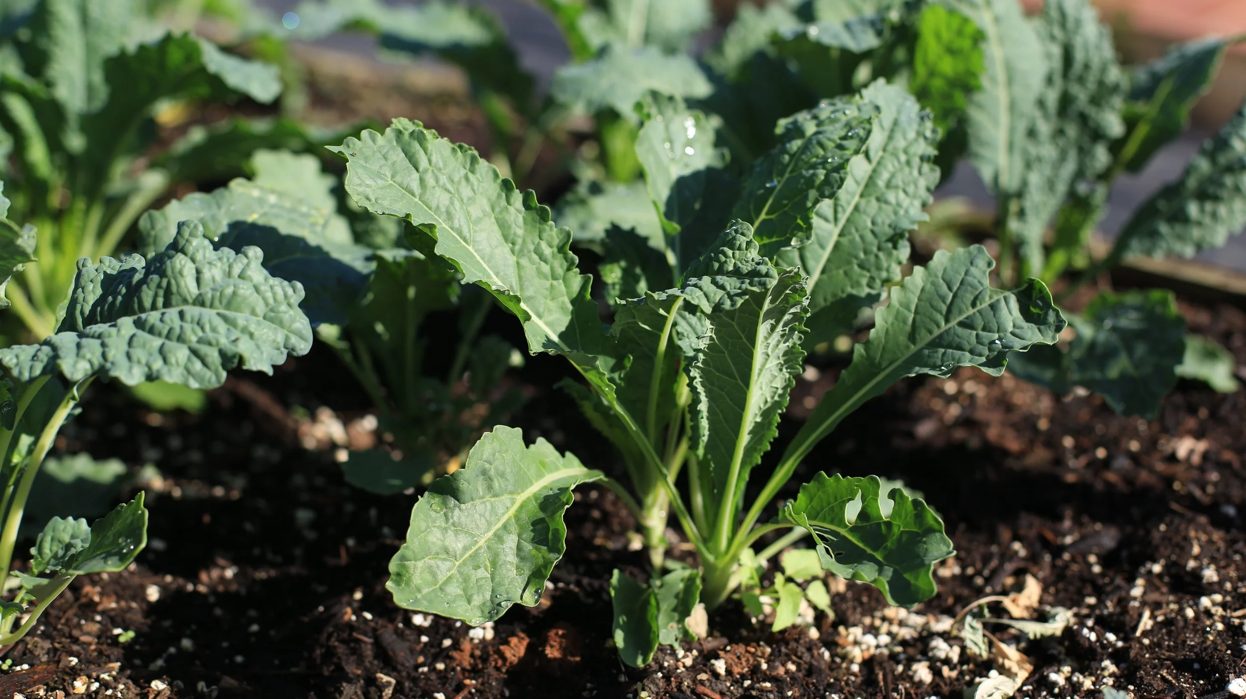 kale.jpg