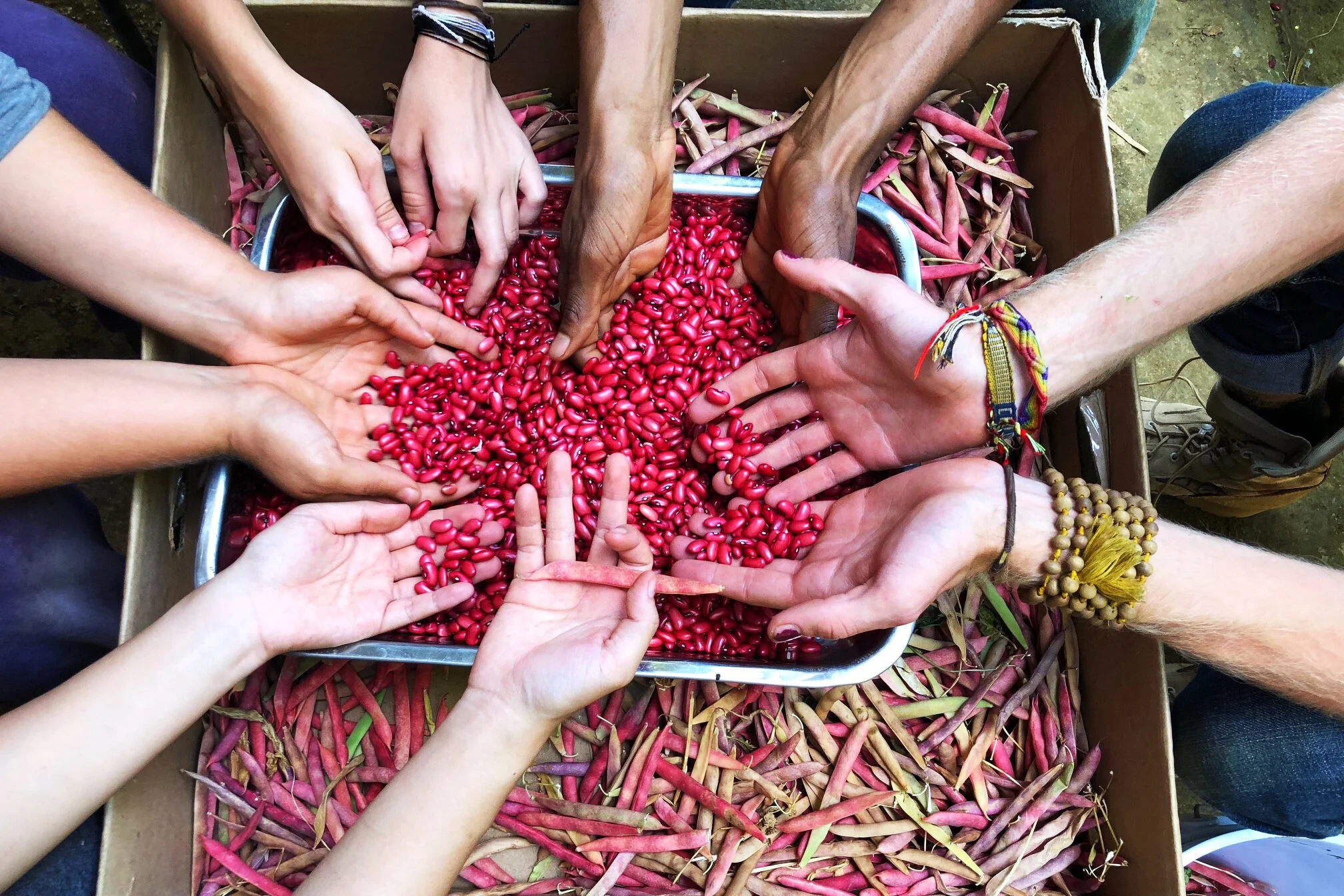 Copy+of+Beans.jpg