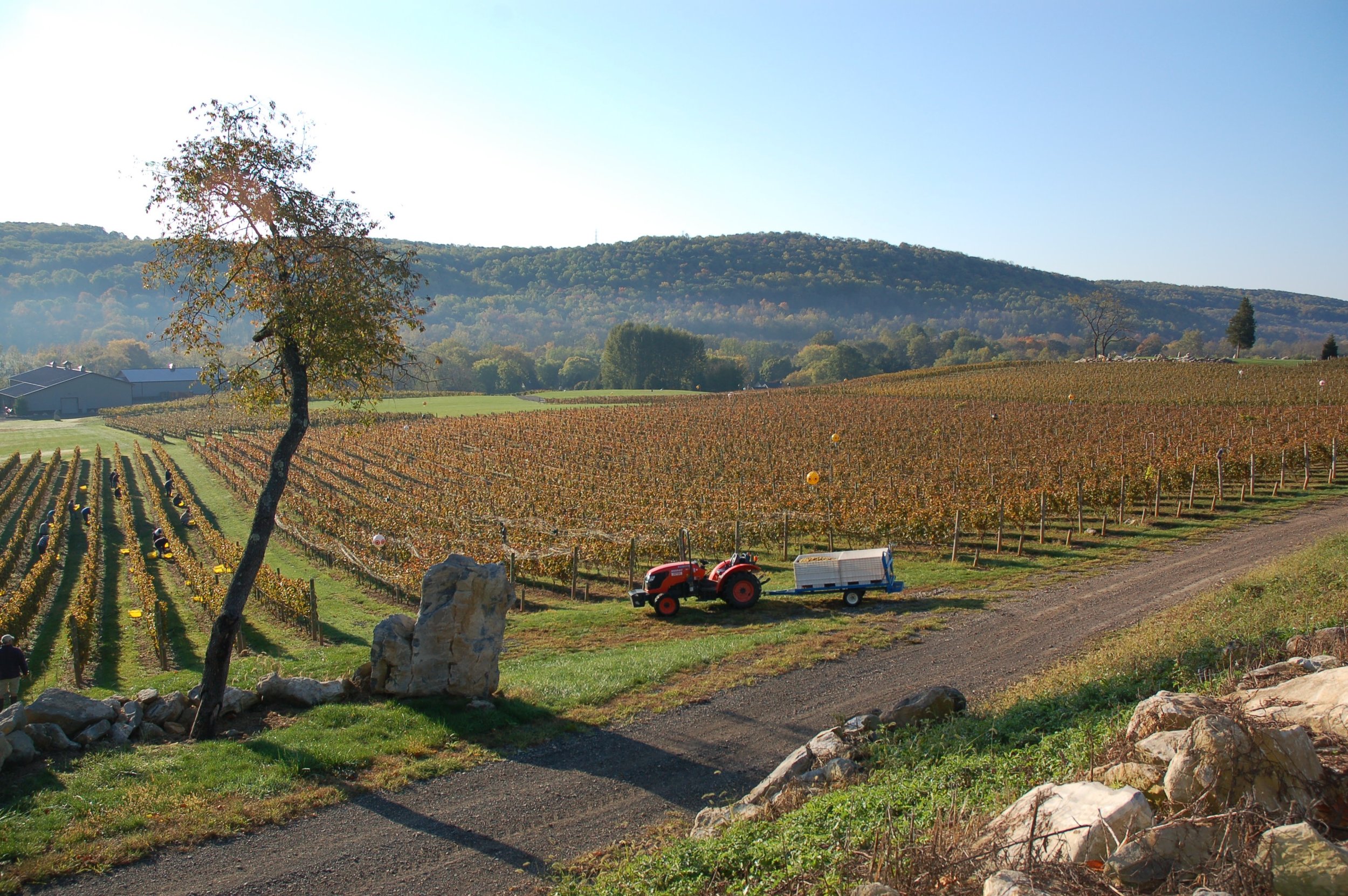 Alba Vineyard & Winery- Riesling, Pinot Noir, Cab Franc