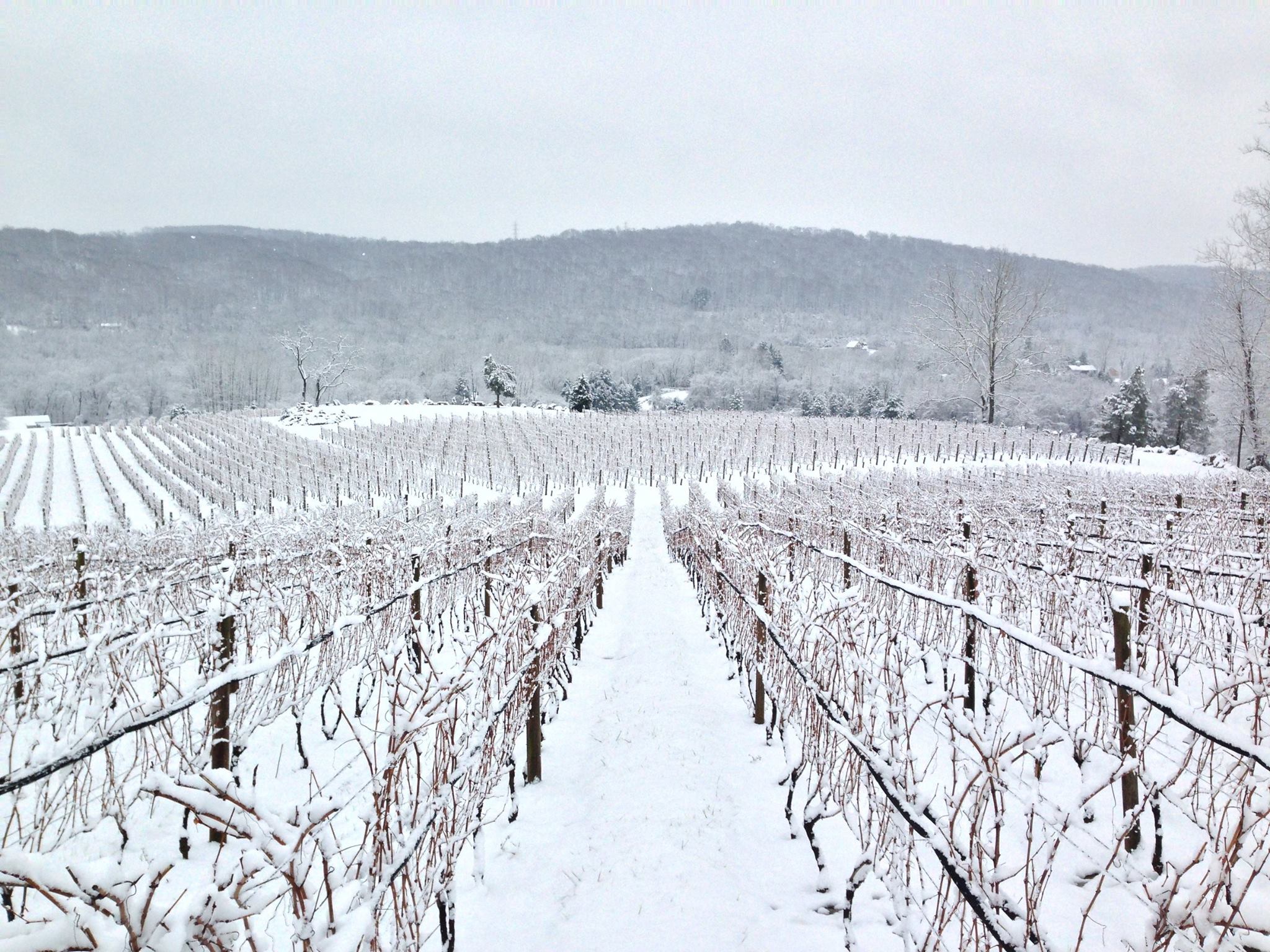 Alba Vineyard & Winery NJ vineyard in winter