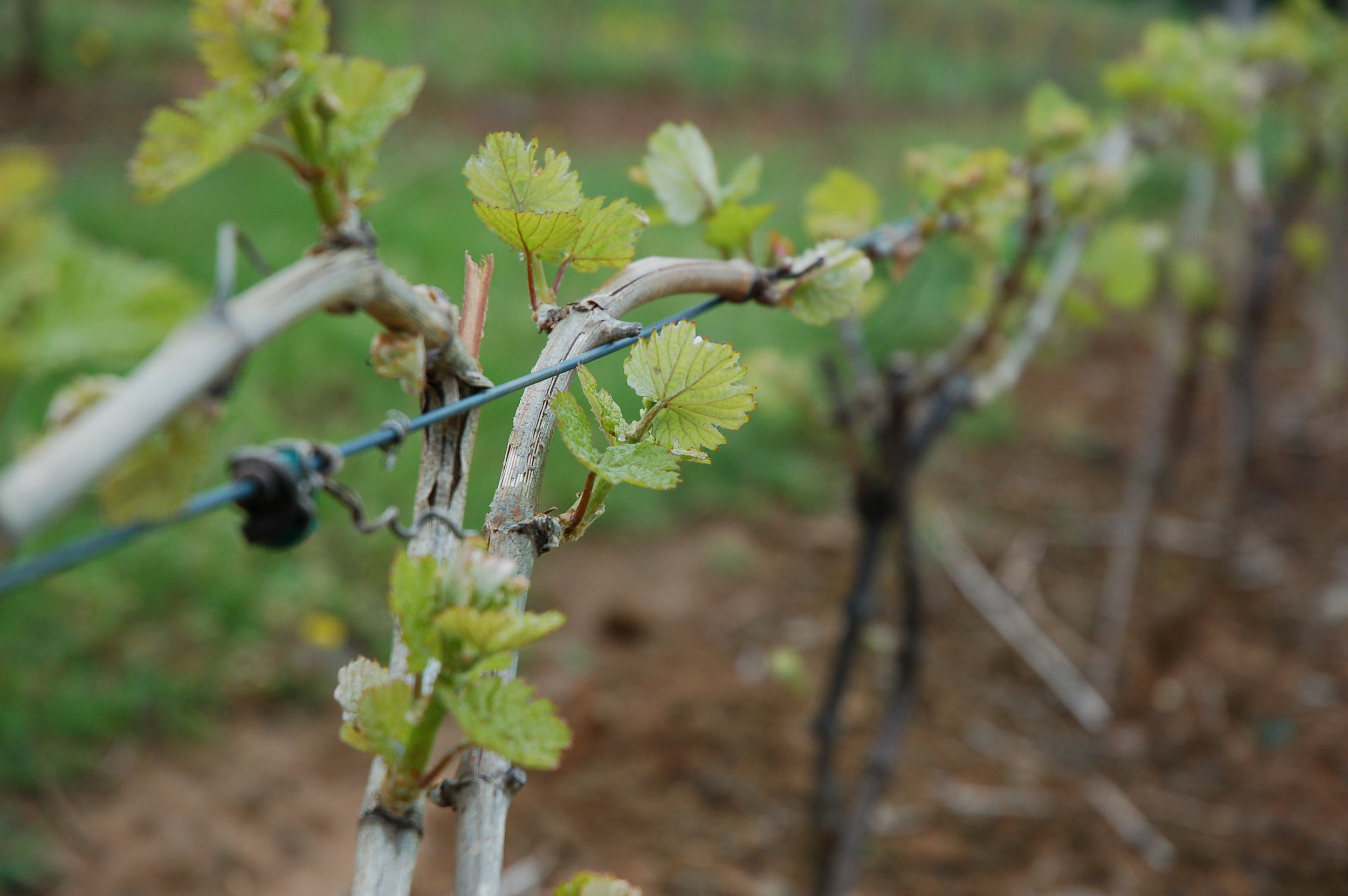 Alba Vineyard Cab Franc grapes