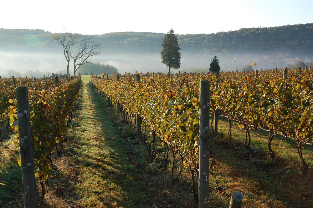 alba vineyard wineries in south jersey