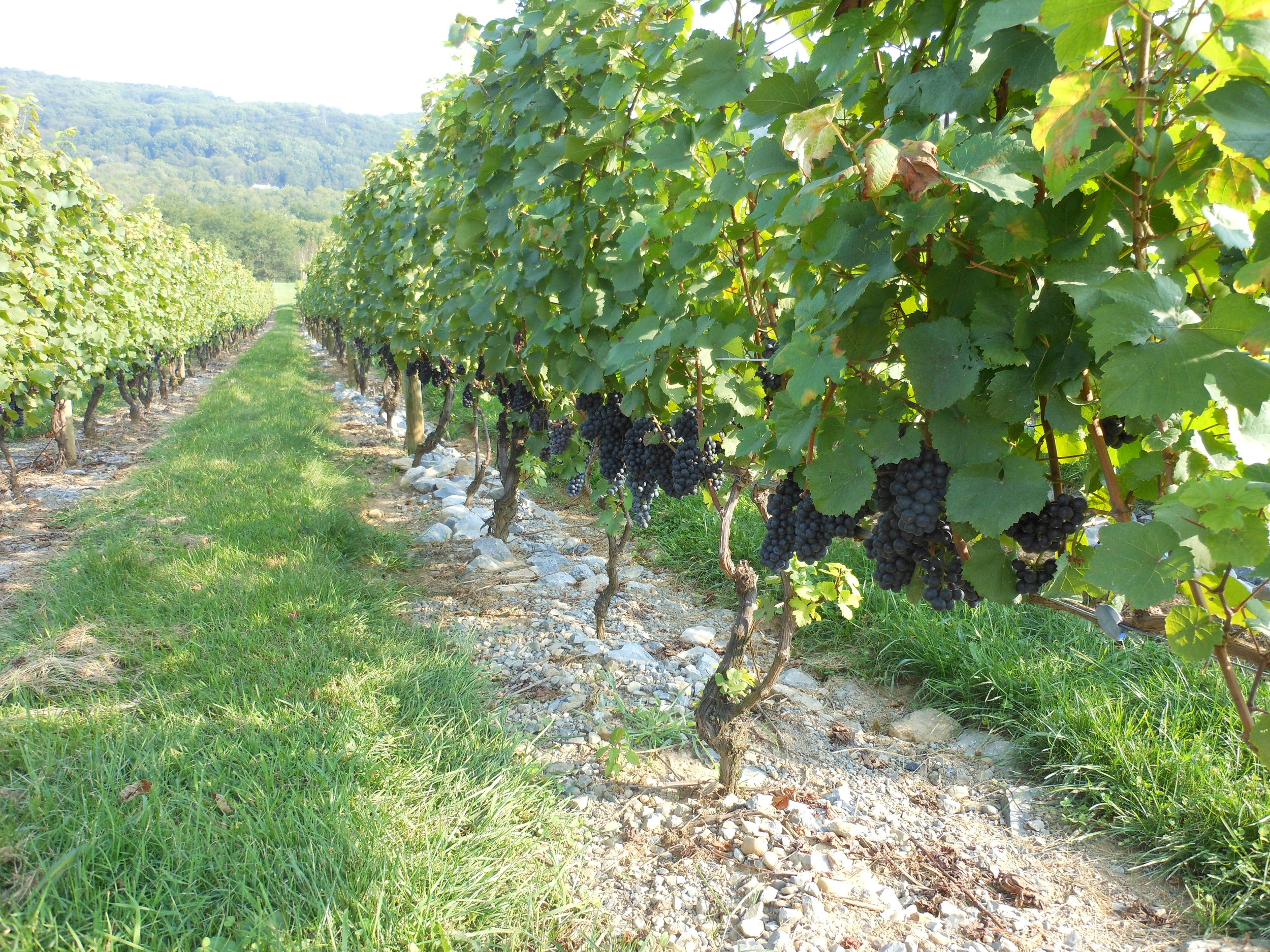 Alba Vineyard & Winery NJ vineyard
