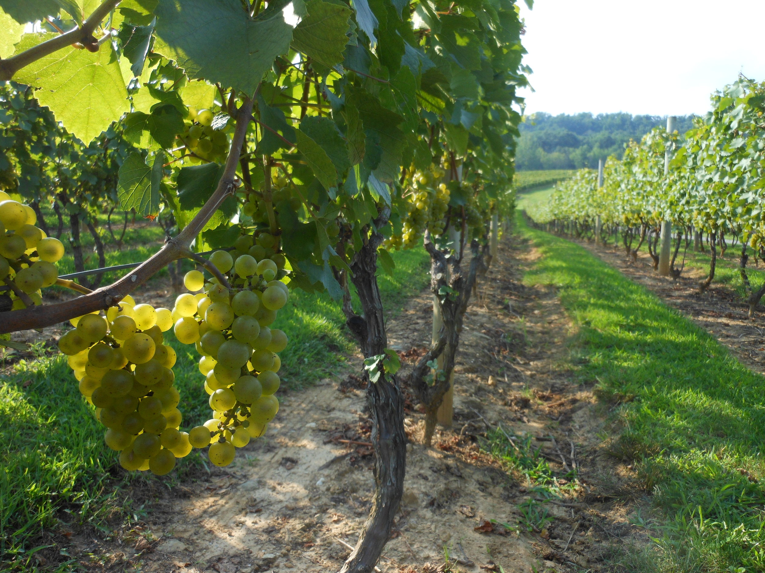 Alba Vineyard & Winery Chardonnay grapes