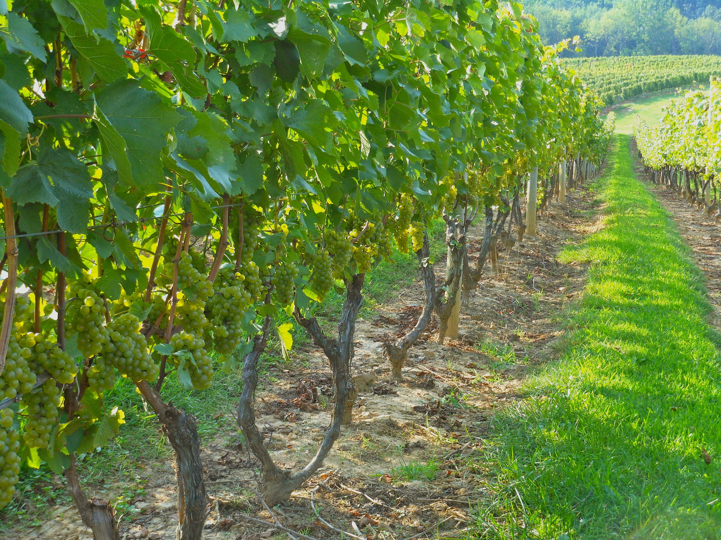 Alba Vineyard & Winery Riesling grapes