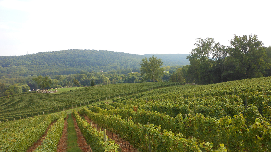 Alba Vineyard Hillside Pinot Noir and Hillside Chardonnay