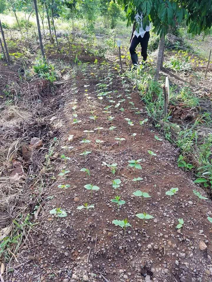 Seeds sprouting