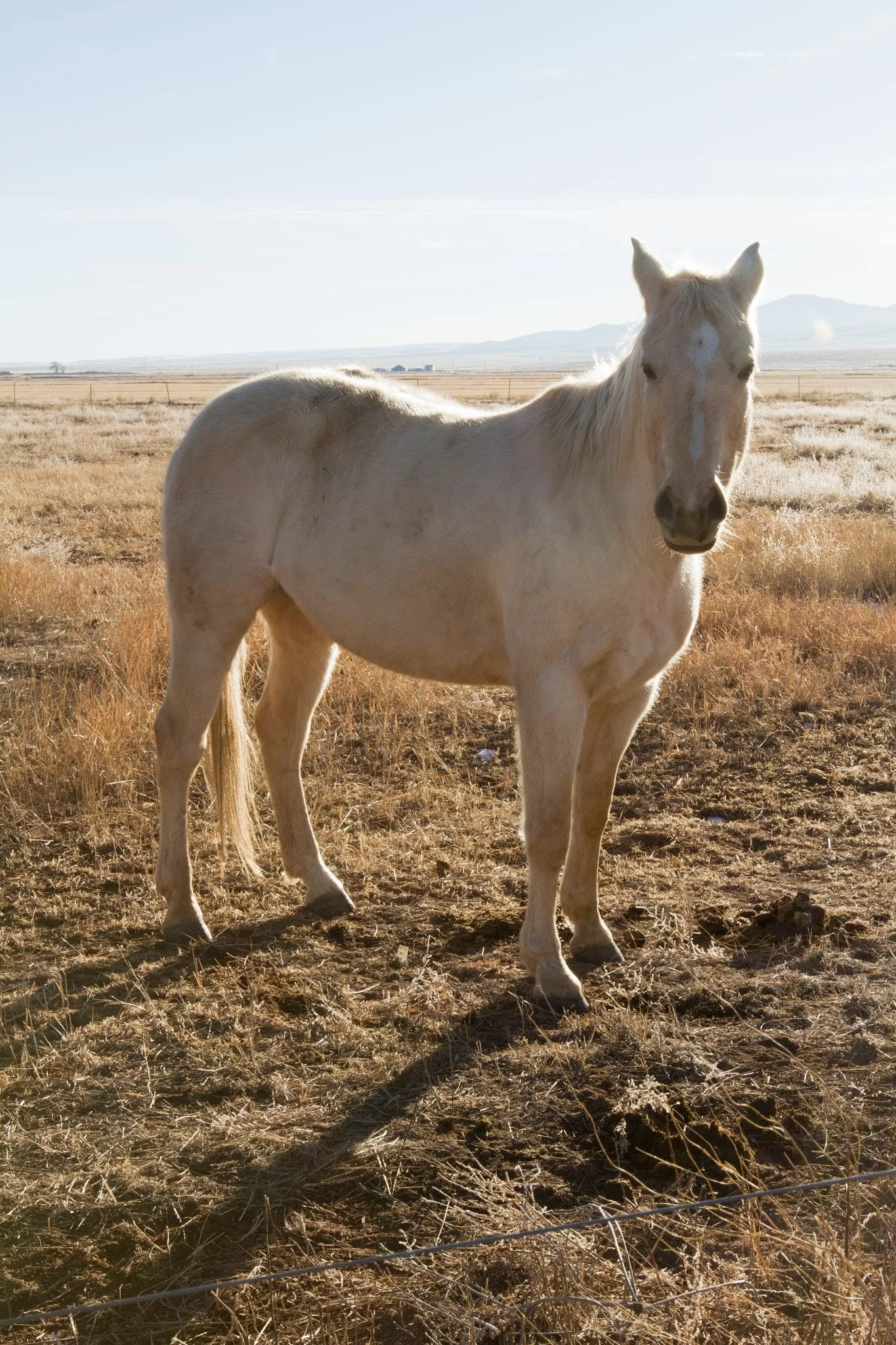 horse-single.jpg