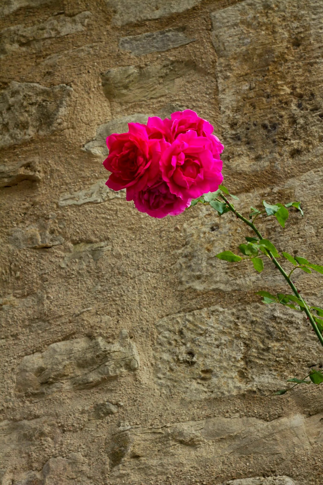 ROSE.jpg