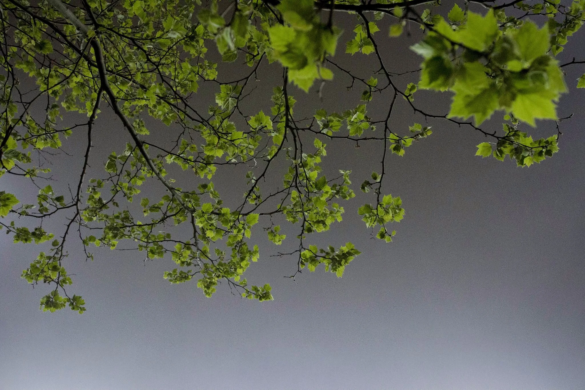 LEAVES-WIDER.jpg