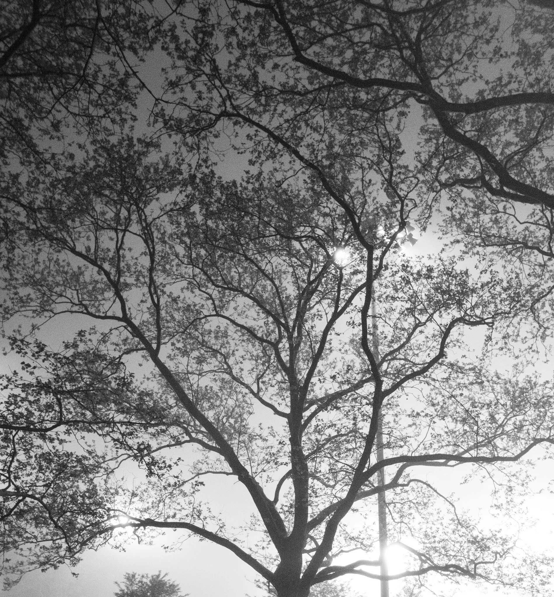 BRANCHES-B&W.jpg