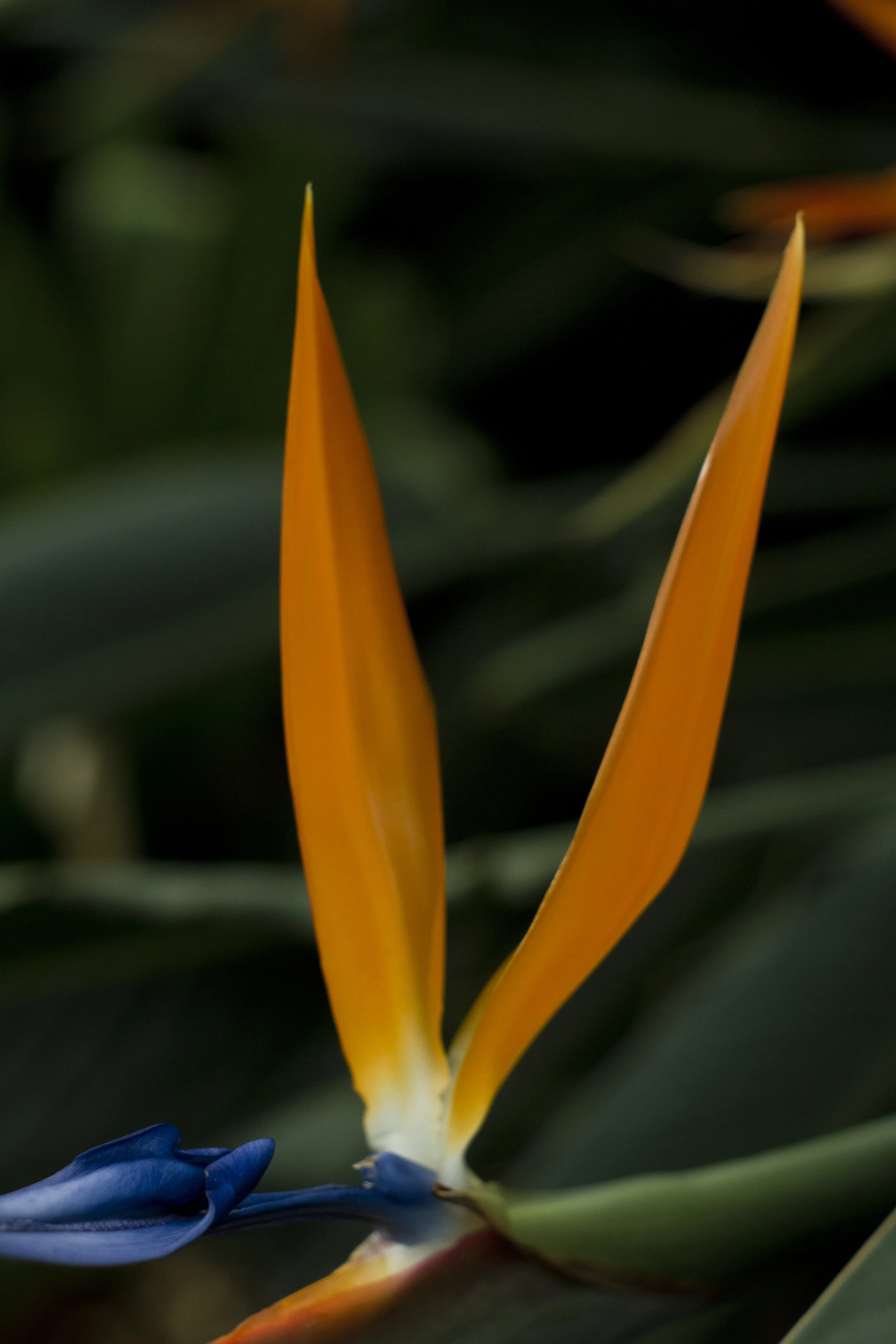ORANGE_EARS.jpg