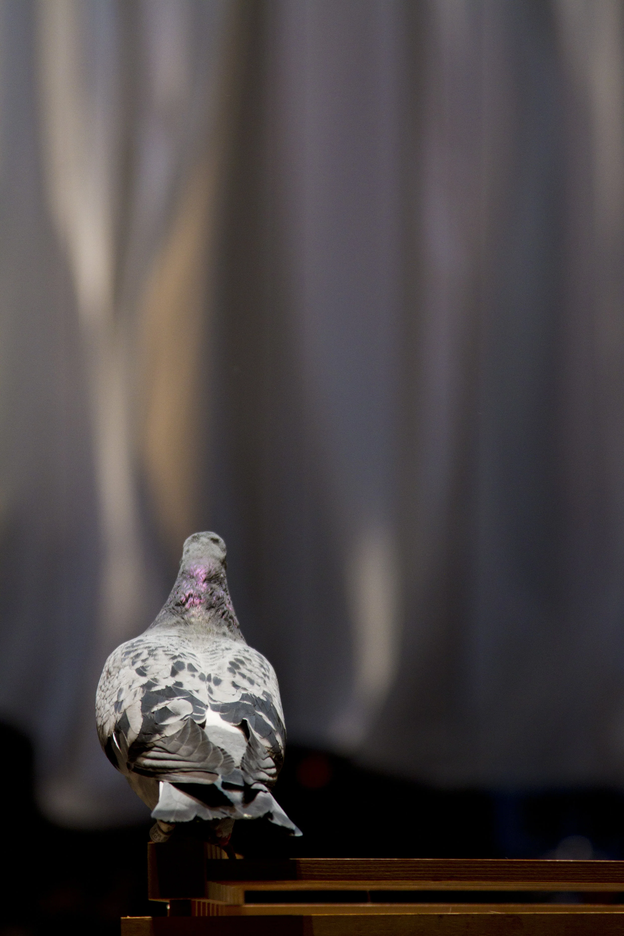PIGEON-1.jpg