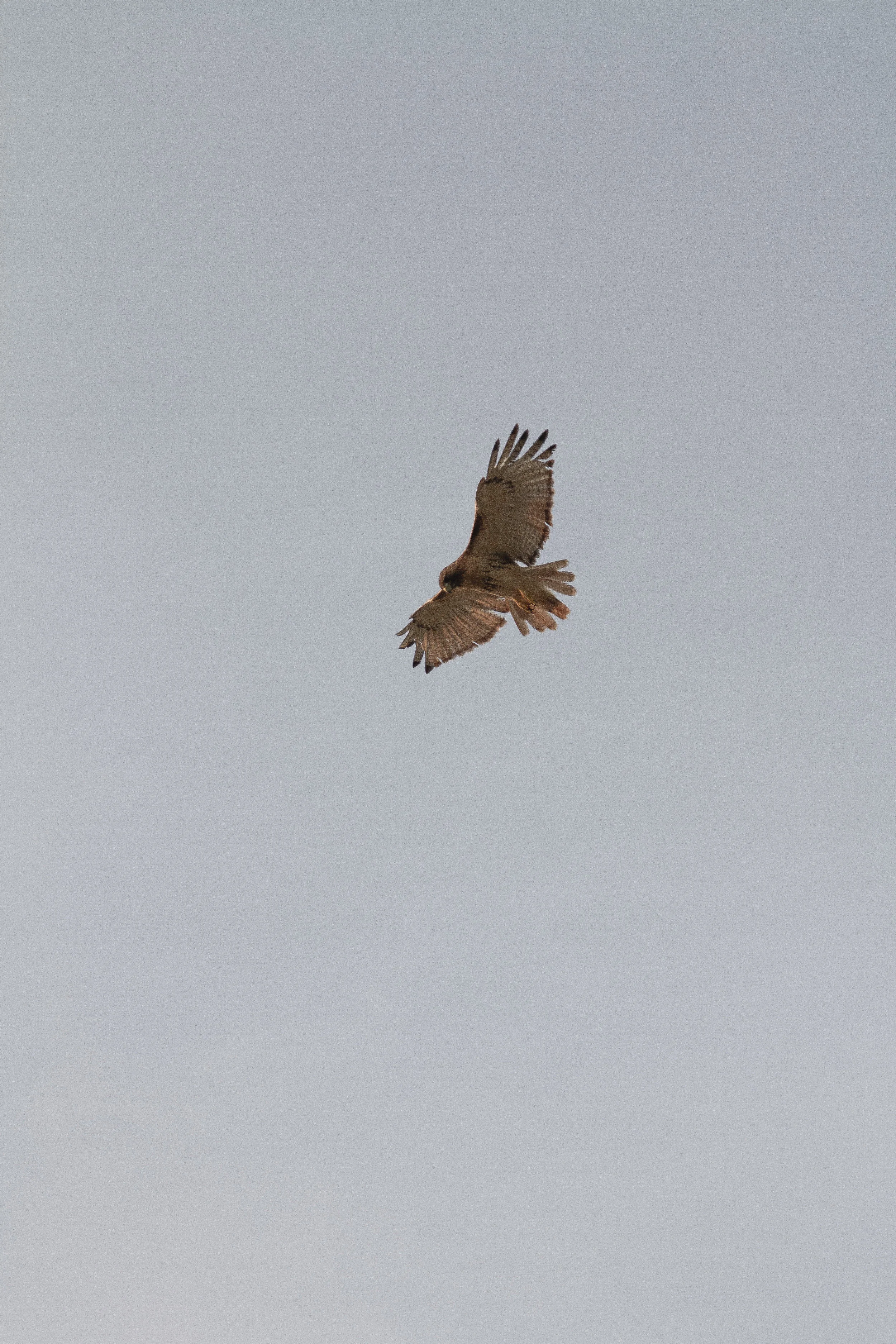 OSPREY-CAPE-COD-CU.jpg