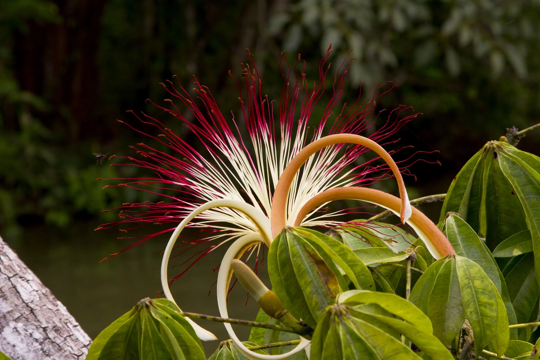 flower.jpg