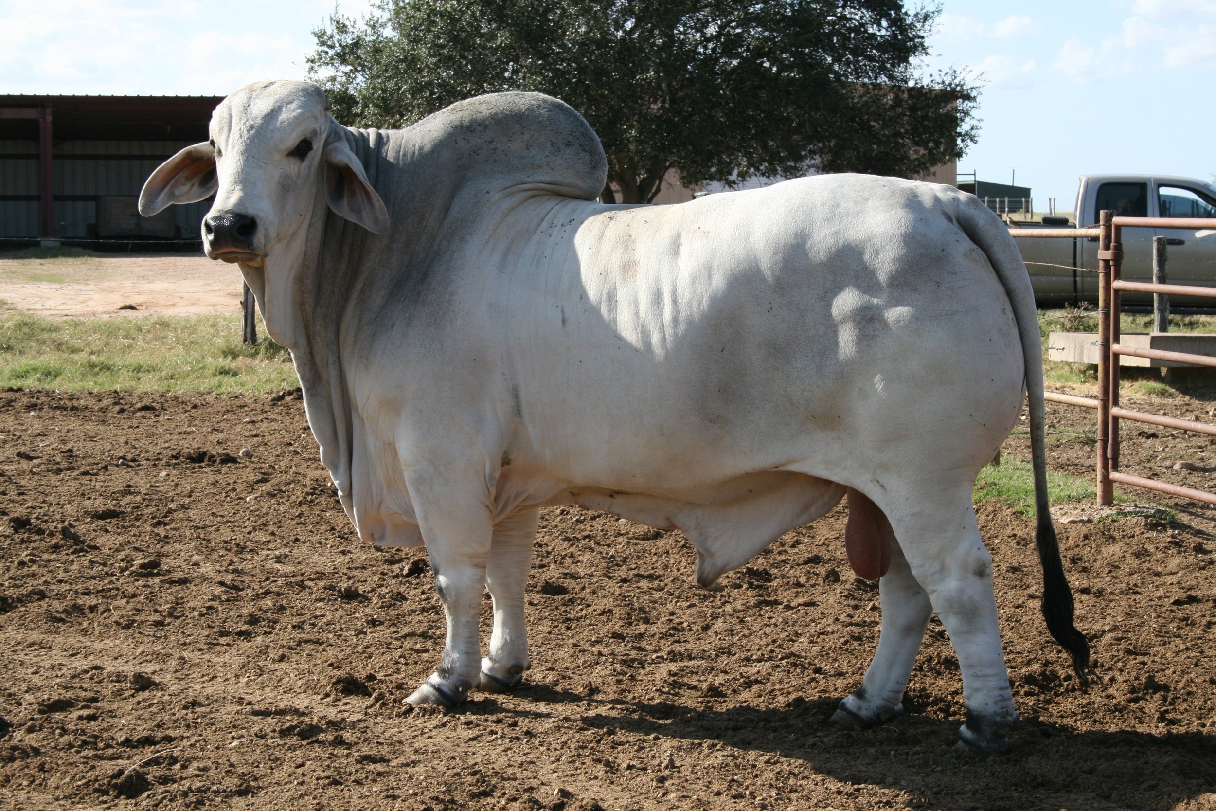 370_1Bull.jpg