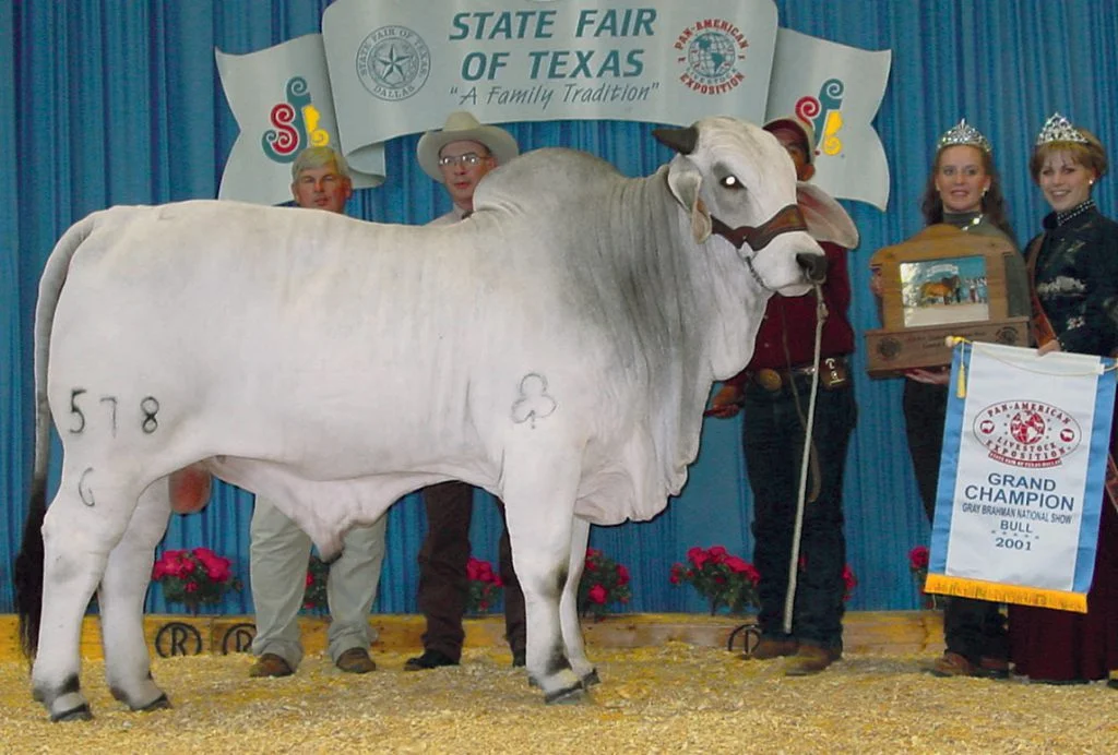 2001 ABBA National Grand Champion +JDH MR WOODMAN MANSO 578/6