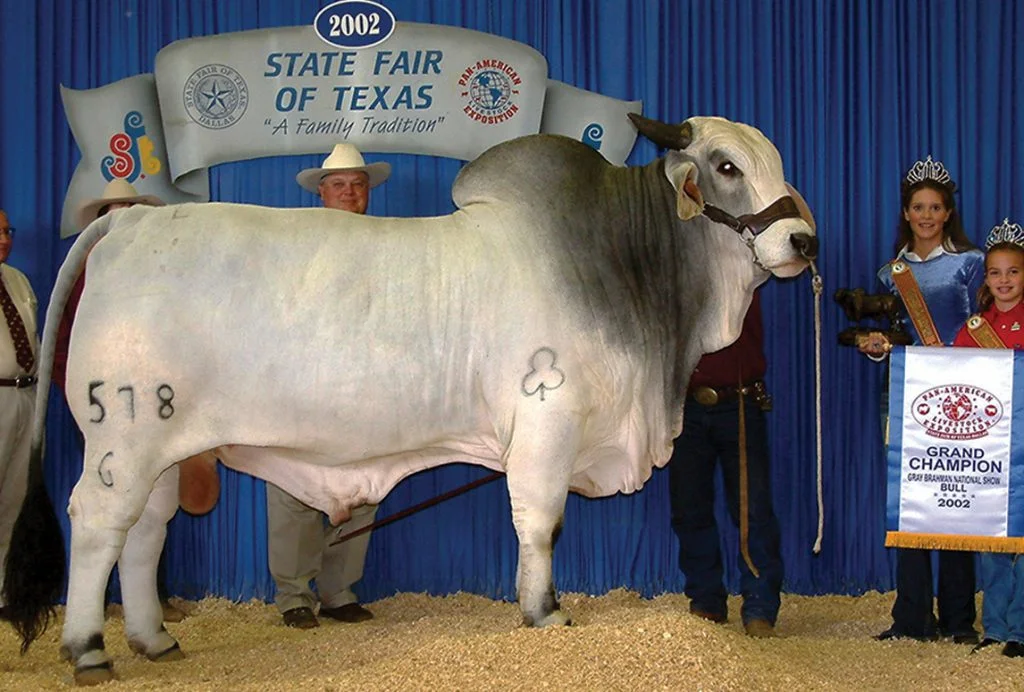 2002 ABBA National Grand Champion +JDH MR WOODMAN MANSO 578/6