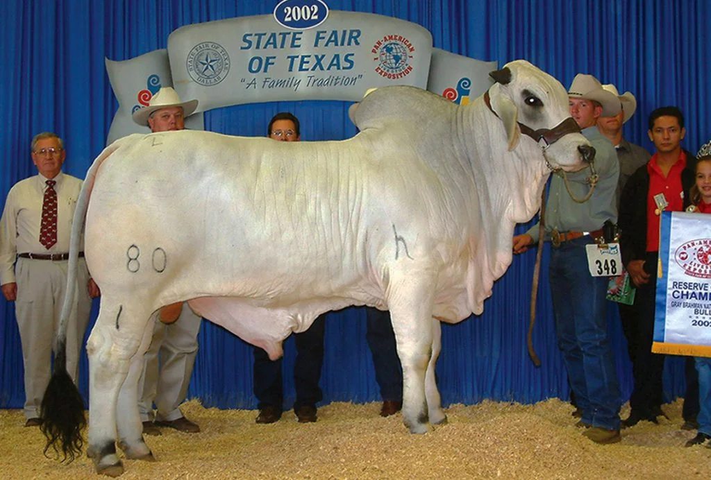 2002 ABBA National Reserve Grand Champion (=)JDH WESTIN MANSO 80/1