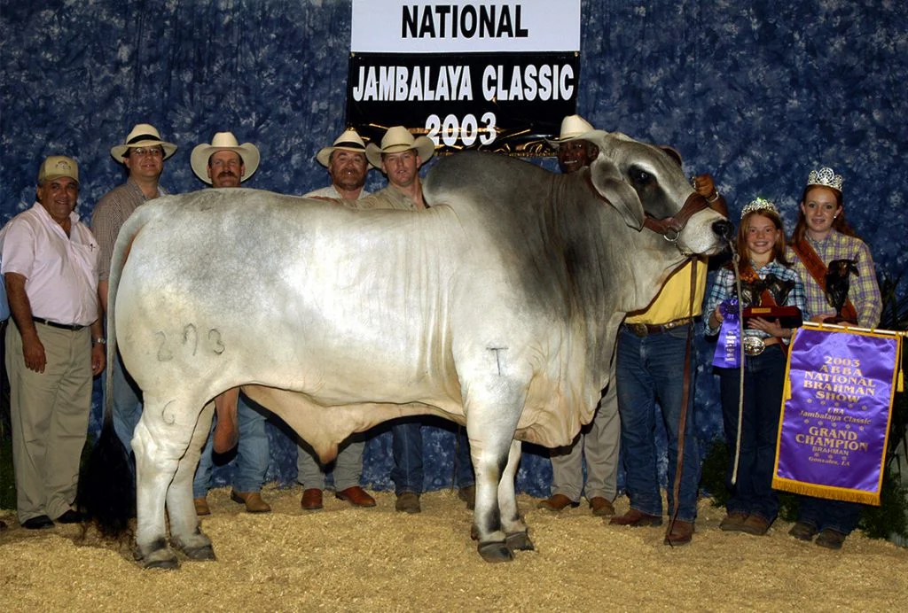 2003 ABBA National Grand Champion JDH CASSY MANSO 293/6
