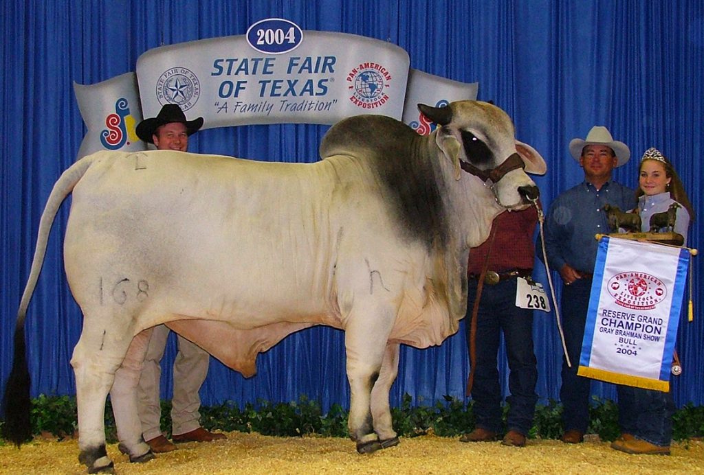 2004 ABBA National Reserve Grand Champion  JDH MR DALTON MANSO 168/1