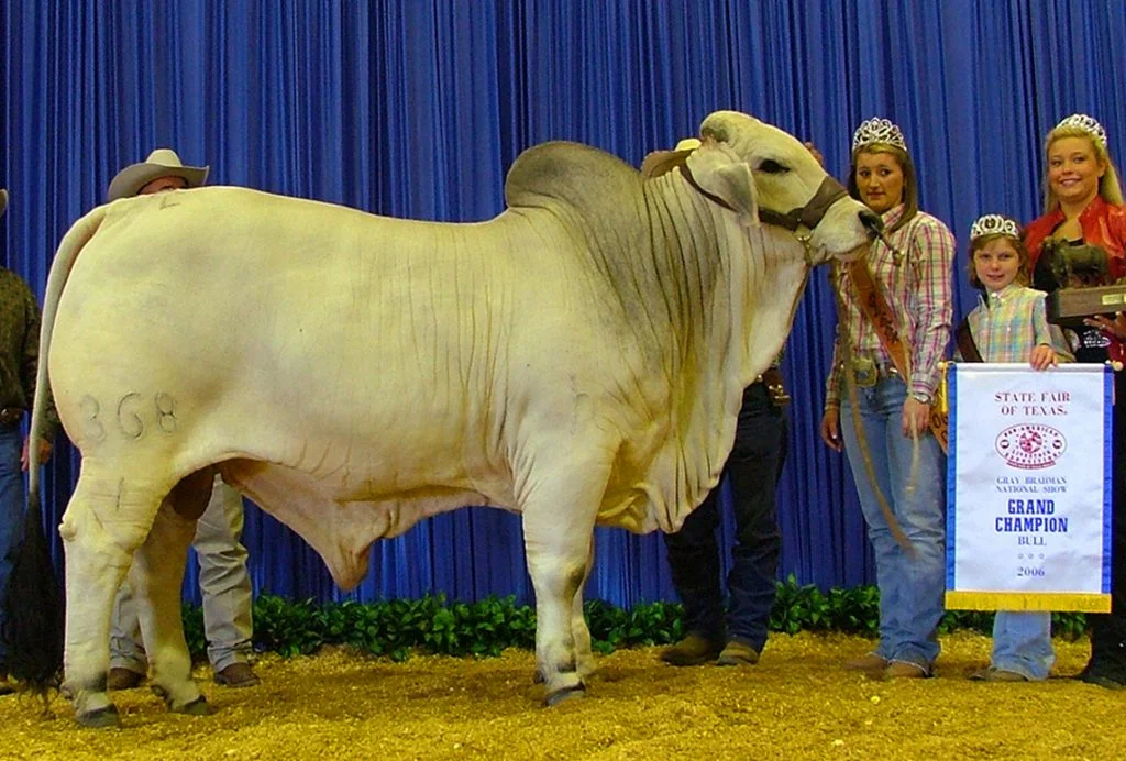 2006 National Grand Champion JDH MR MOSLEY MANSO 368/1