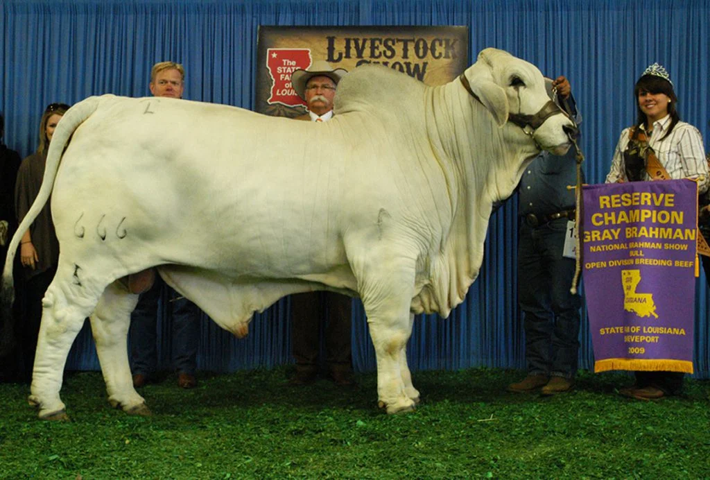 2009 ABBA National Reserve Grand Champion JDH HAWK MANSO 666/5
