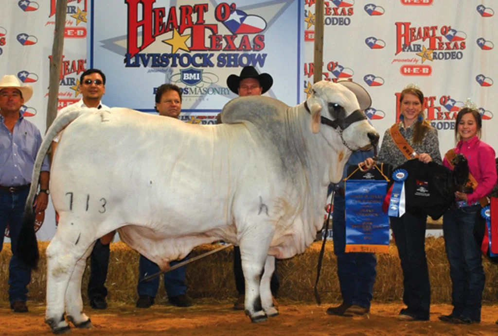 2011 ABBA National Grand & Intermediate Champion JDH ROMA MANSO 713/1