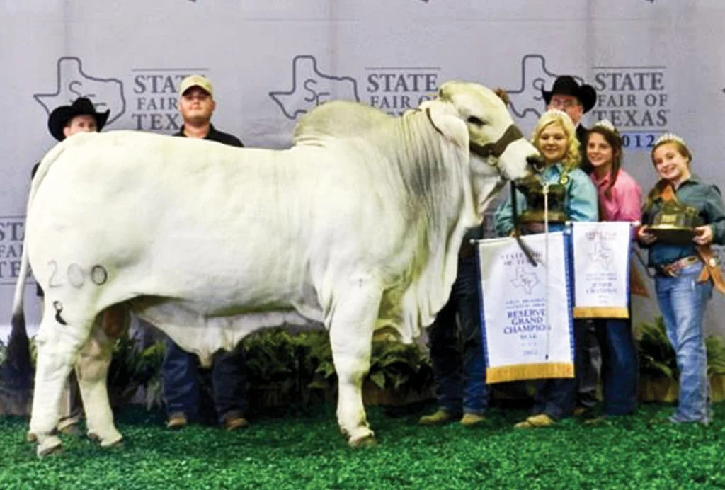2012 ABBA National Reserve Grand & Junior Champion JDH DOMINO MANSO 200/8