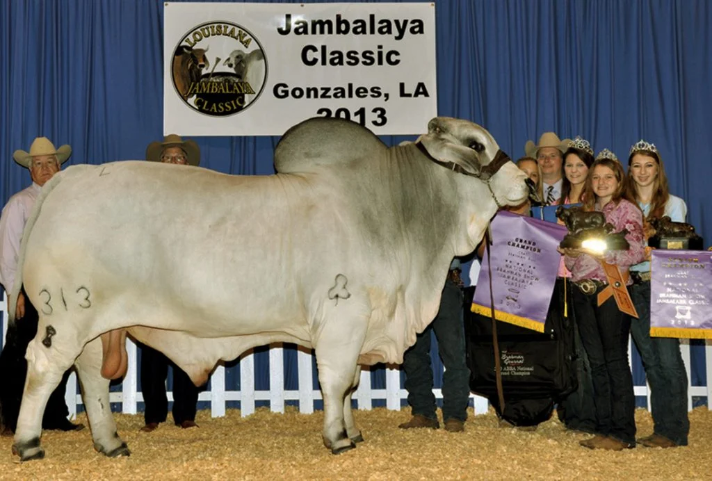 2013 ABBA National Grand & Senior Champion JDH CLANTON DE MANSO 313/8