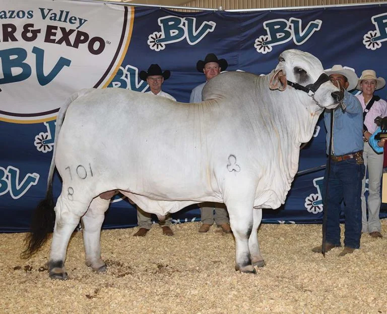 2015 ABBA National Reserve Grand & Junior Champion JDH LAYTON DE MANSO 701/8