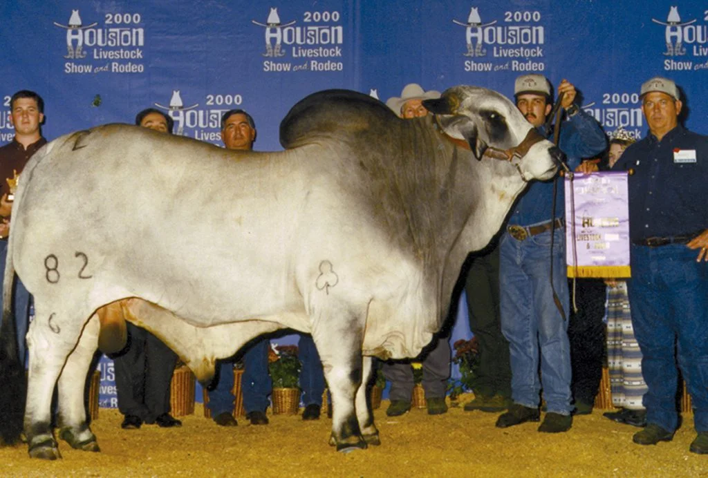 2000 Houston International Grand Champion (=)JDH PRESCOT MANSO 82/6