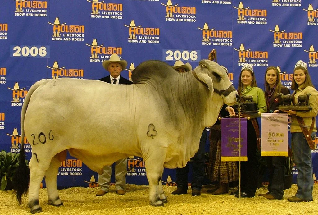 2006 Houston International Reserve Grand Champion +JDH WOODSON DE MANSO 206/7