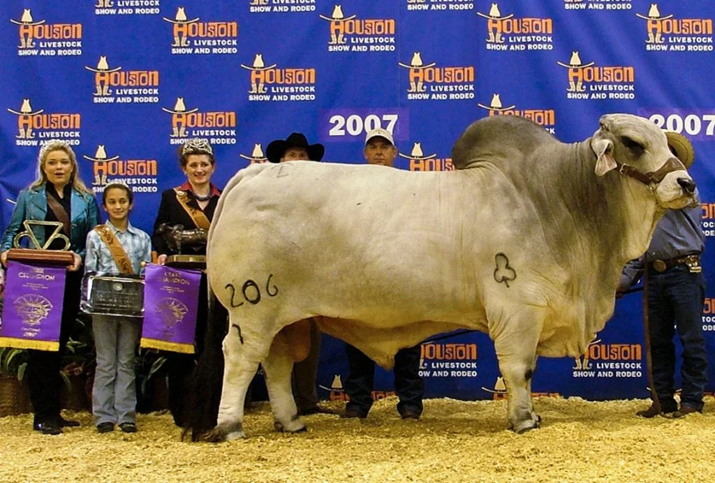 2007 Houston International Grand Champion +JDH WOODSON DE MANSO 206/7