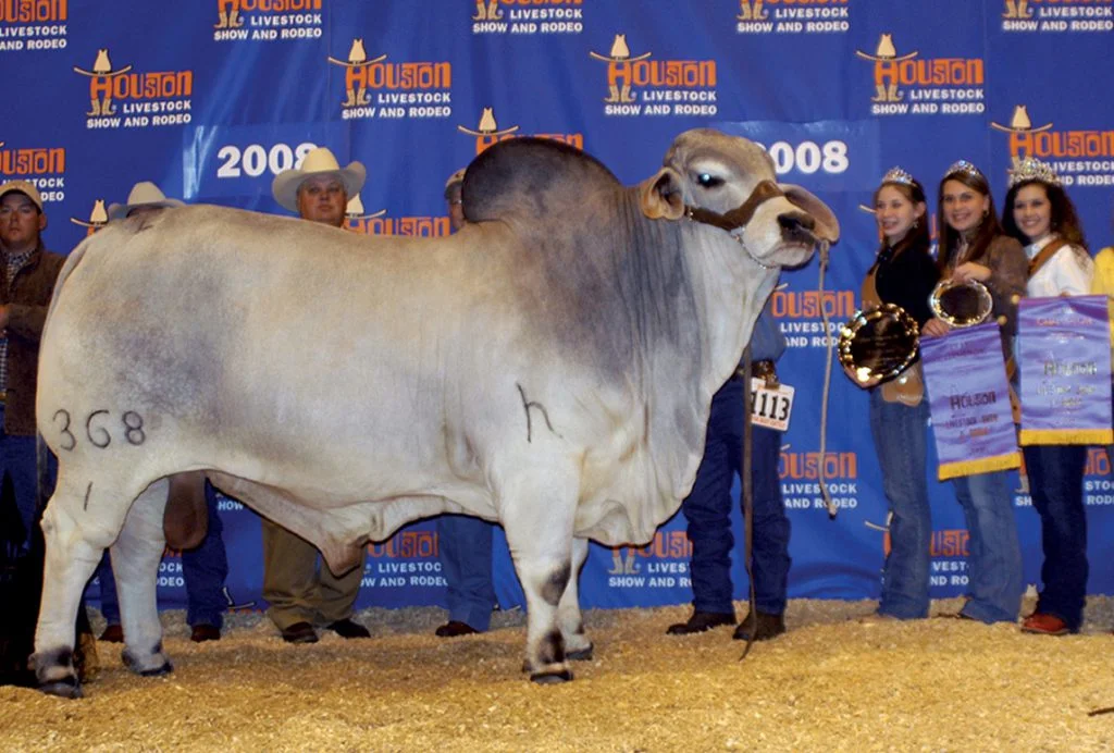 2008 Houston International Grand Champion JDH MR MOSLEY MANSO 368/1