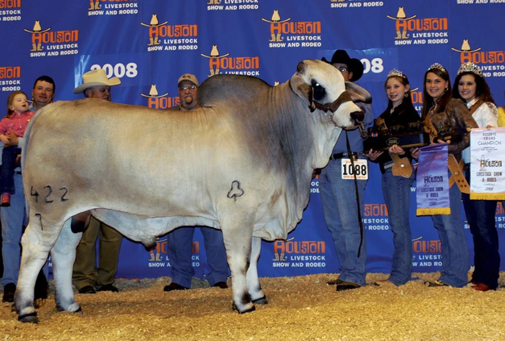 2008 Houston International Reserve Grand Champion JDH BERKMAN MANSO 422/7