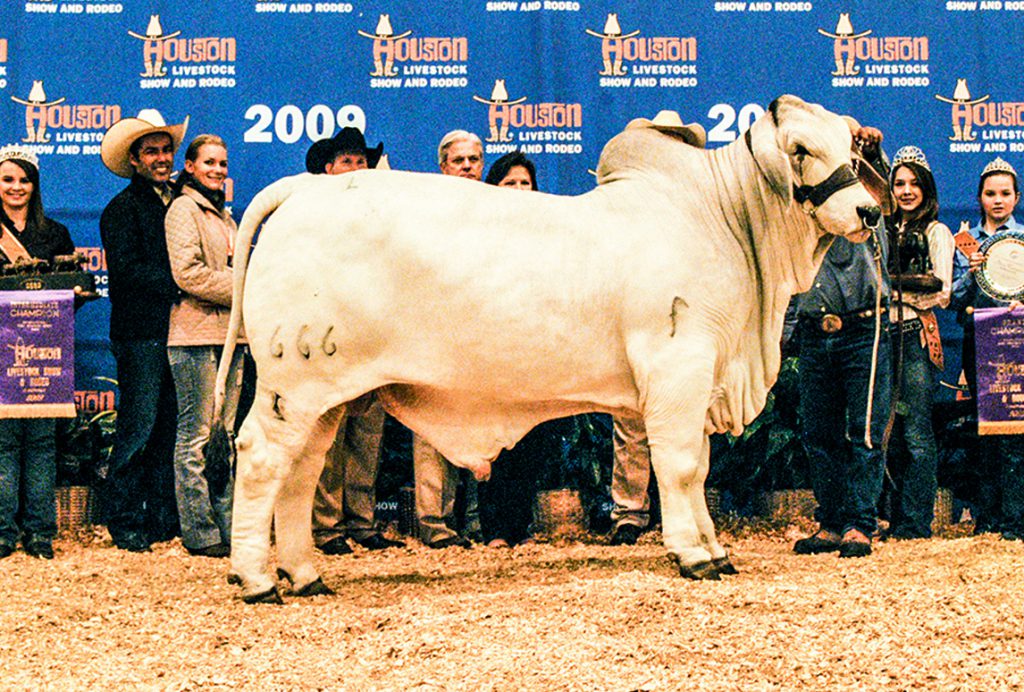 2009 Houston International Grand Champion JDH HAWK MANSO 666/5