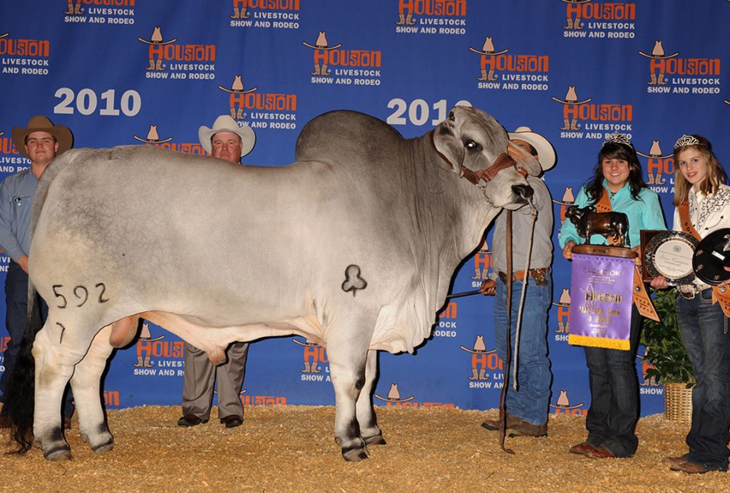 2010 Houston International Grand & Senior Champion JDH DENTON DE MANSO 592/7