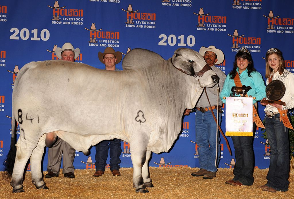 2010 Houston International Reserve Grand & Junior Champion JDH SIR HERMAN MANSO 841/7