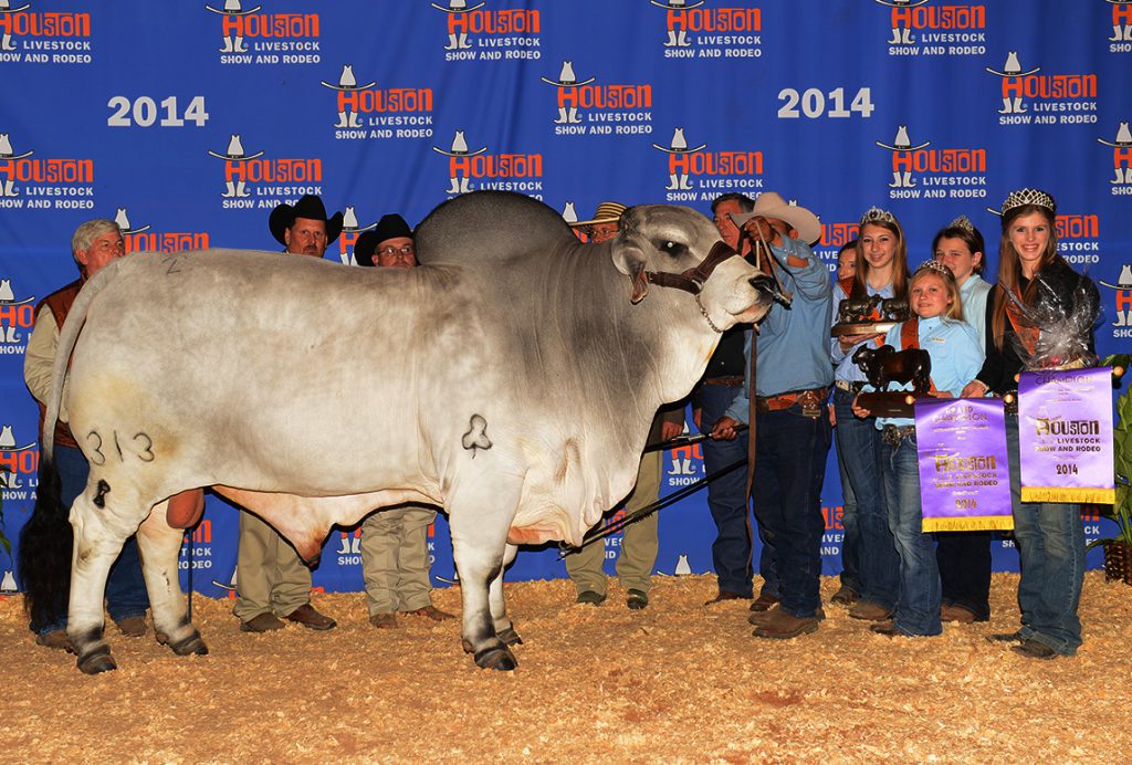 2014 Houston International Grand & Senior Champion JDH CLANTON DE MANSO 313/8